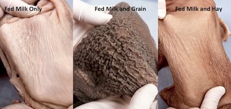 inside-the-rumen-at-6-weeks-of-age59fce7acde54e