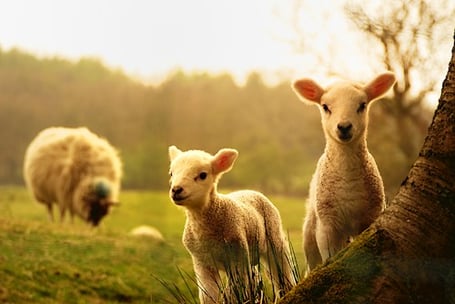 shutterstock_123421084-s